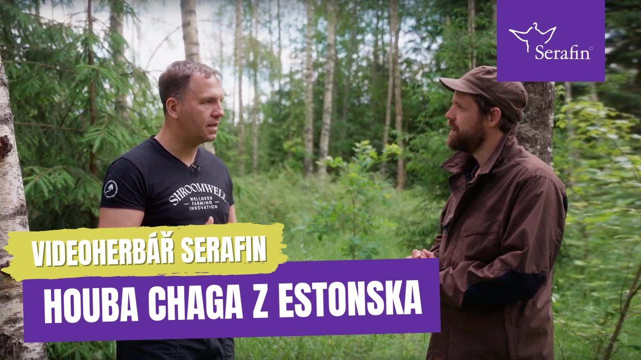 Videoherbář: Chaga & přírodní houby z Estonska
