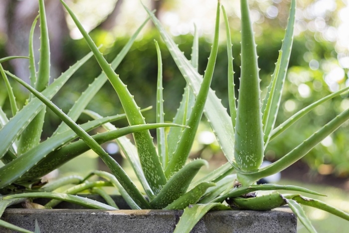 Aloe pravá