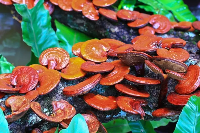 Reishi – lesklokorka lesklá