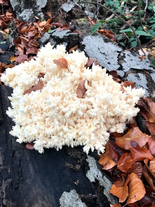 Hericium nebo-li "opičí hlava"
