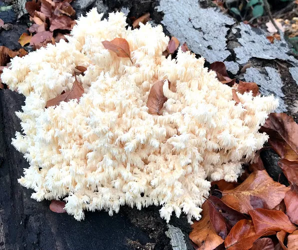 Hericium nebo-li "opičí hlava"
