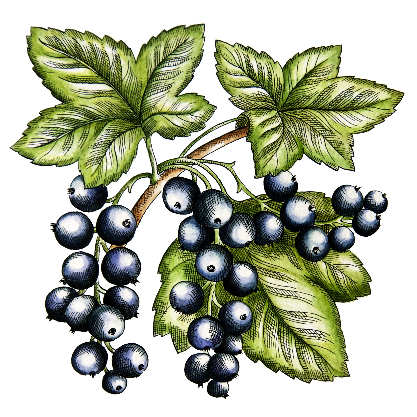 Černý rybíz