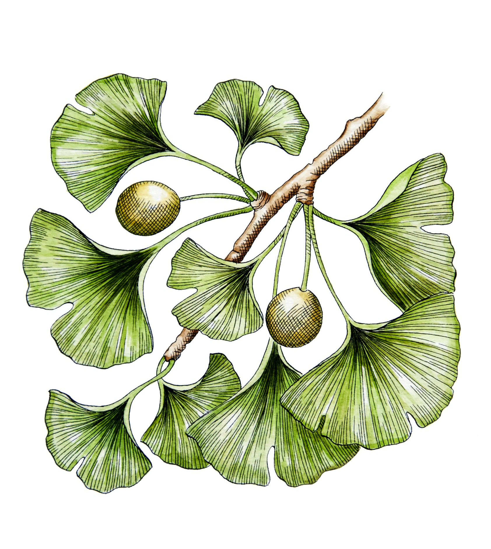 Jinan dvoulaločný