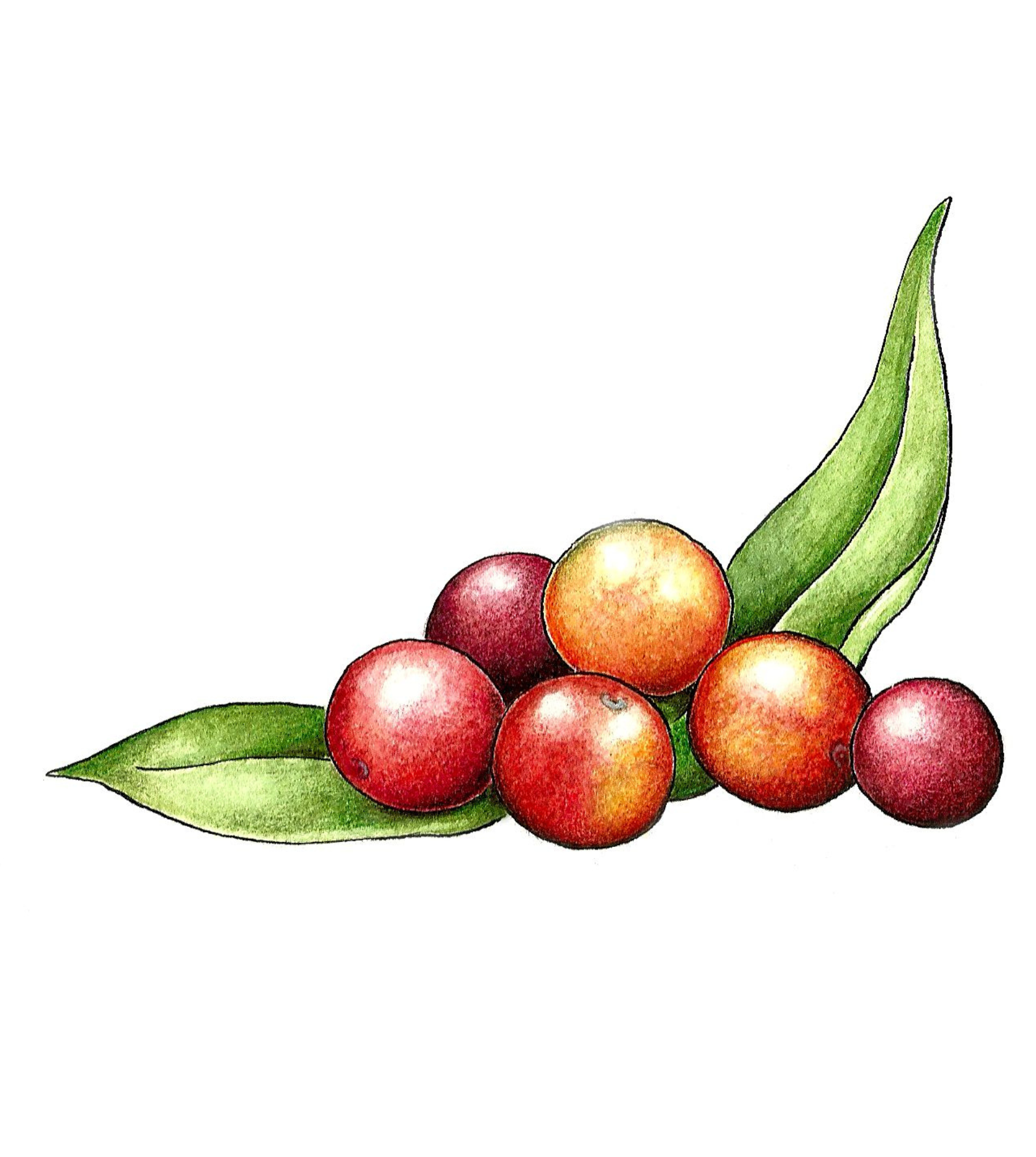 Camu-camu