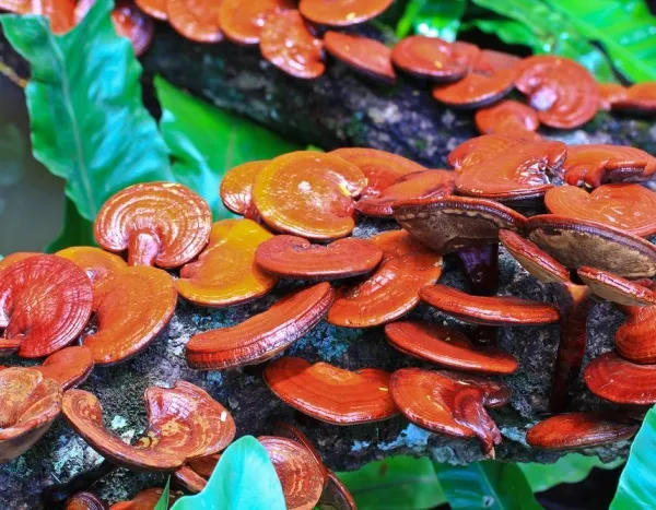Reishi – lesklokorka lesklá