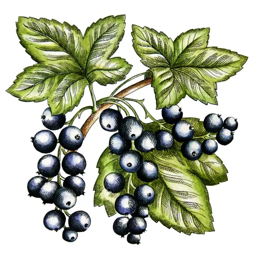 Černý rybíz