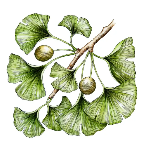 Jinan dvoulaločný
