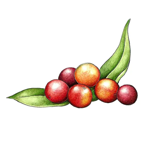 Camu-camu
