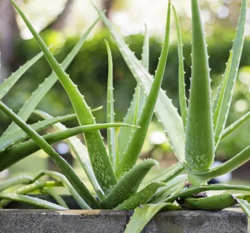 Aloe pravá