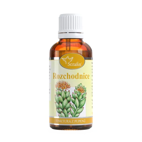 Rozchodnice – tinktura z pupenů